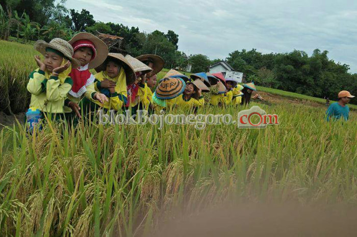 Berjalan Gembira di Pematang Sawah